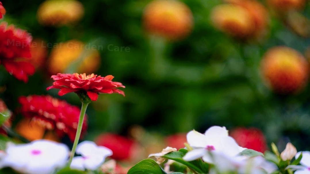 Maple Leaf Garden Care 10