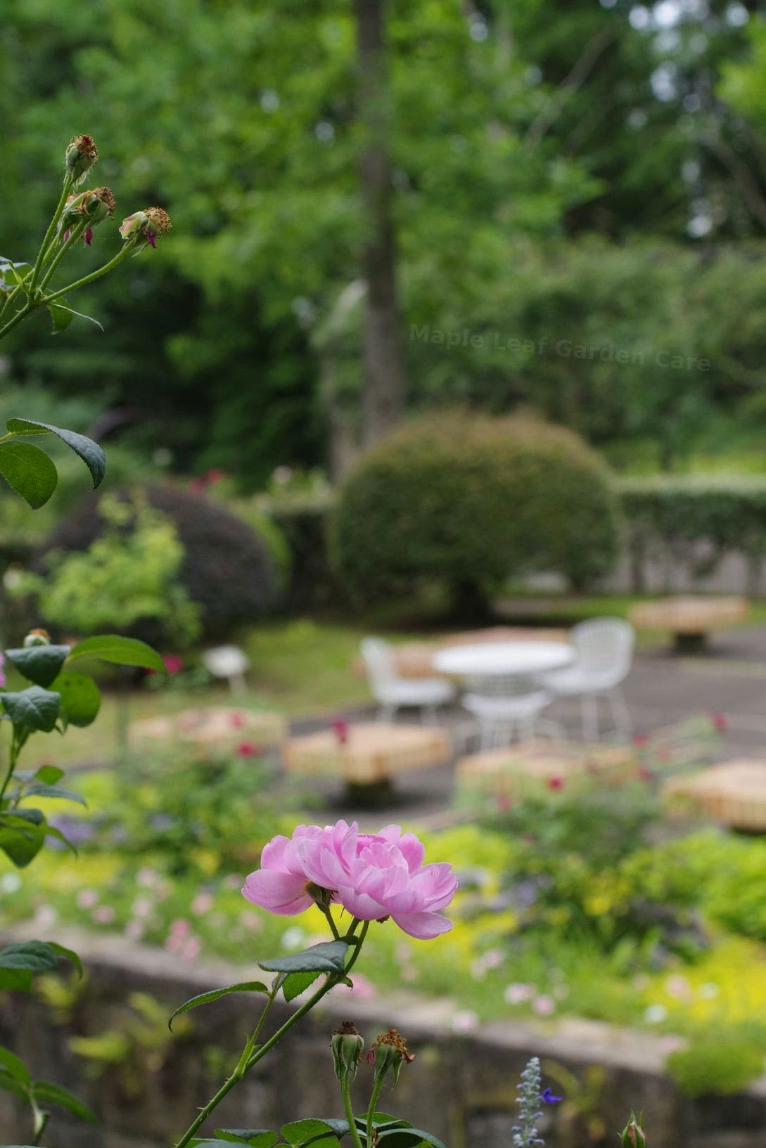 Maple Leaf Garden Care 13