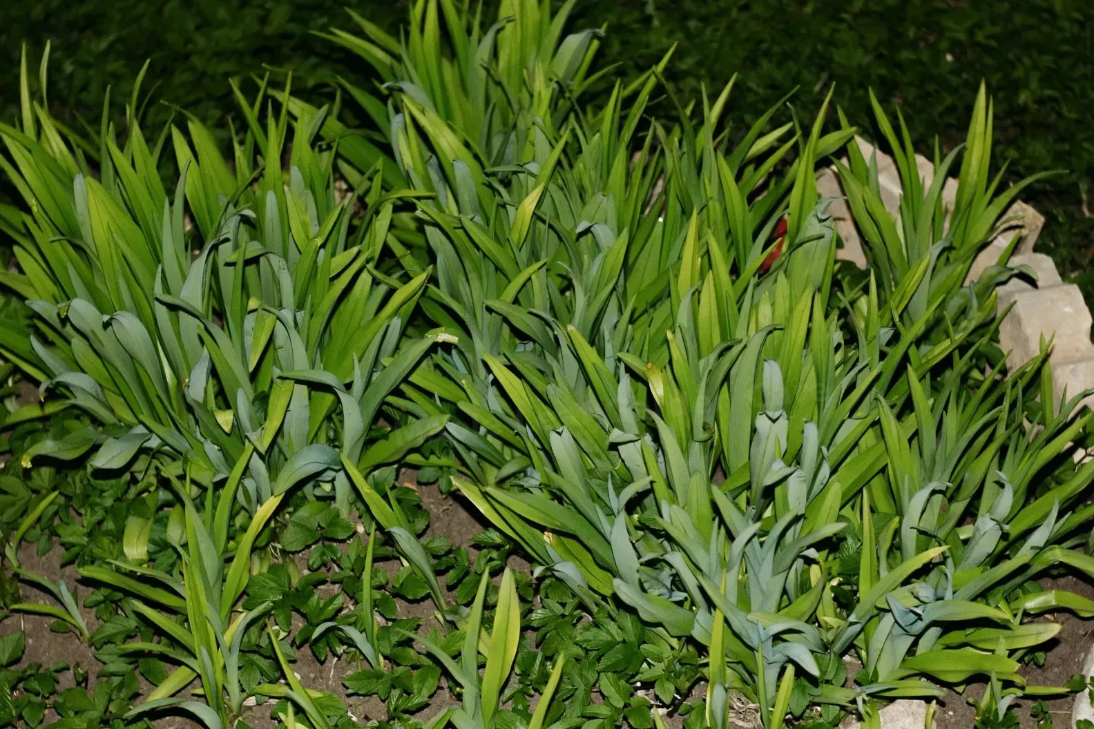 Maple Leaf Garden Care
